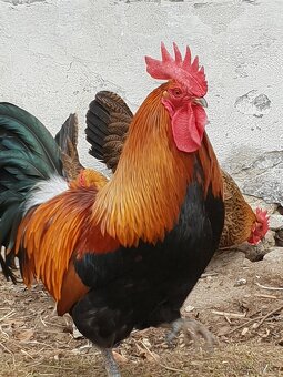 Násadová vejce Česká zlatá kropenka - 4