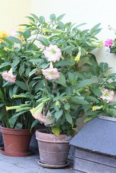 Agave a Brugmansia - 4