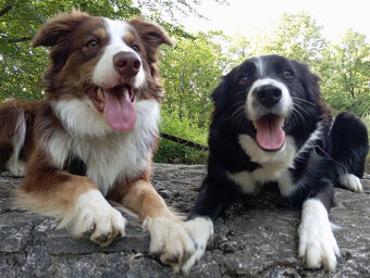 Border kolie - štěňata - 4