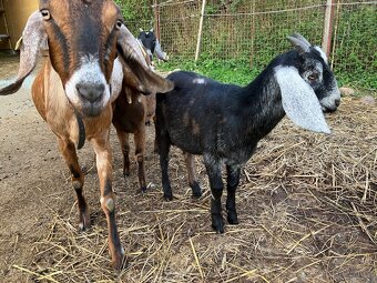 Podíloví AN kozlici - 4