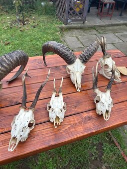 Unikátní kolekce loveckých trofejí – srnčí, mufloní, divočák - 4