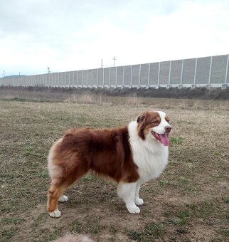 Australsky ovciak - Krytie, PP - 4