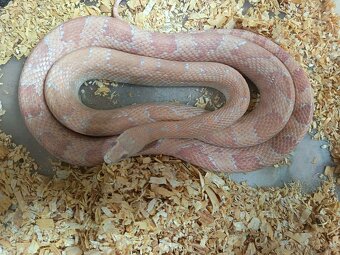 Užovka červená Dospělci Ověření - 4