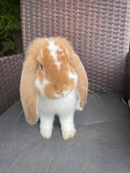 Francouzský beran - 4