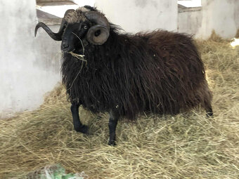Plemenný beran Původní Valaška linie JAVORNÍK - 4