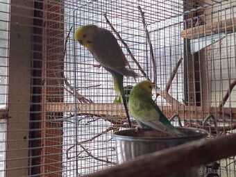 Andulky - 2 samci - 4