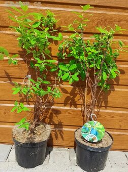 borůvka Kamčatská - 4