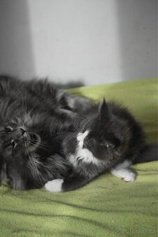 Mainská mývalí s PP - 4