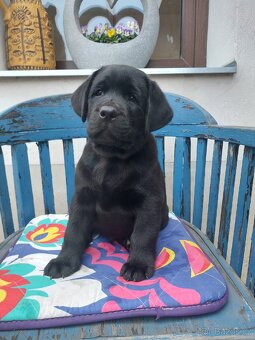 Labradorský retrívr s PP - 4