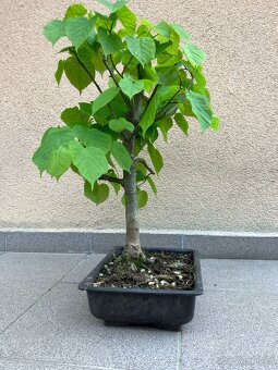 Bonsai, Bonsaj, jamadori, lípa srdčitá - 4