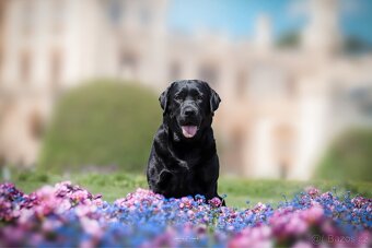 Labradorský retriever s PP - černá štěňátka - 4
