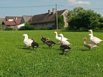 Odrostlá housata hus divokých - 4