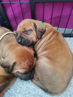 Rhodéský ridgeback - štěňátka k rezervaci 🩷💙 - 4