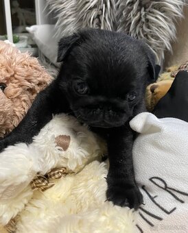 Mops s PP - 4