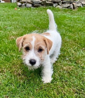 Jack Russell Terier - pejsek , stene s PP - 4