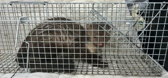 Past/klec na kuny, mysi - 4