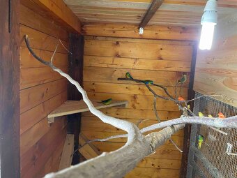 Neoféma tyrkysová přírodní - 4