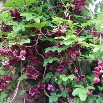 AKEBIE PĚTIČETNA - ČOKOLADOVA REVA - 4