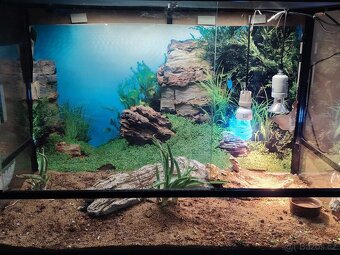 Agama vousatá s teráriem - 4