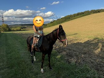 Kobyla Achalteke - 4