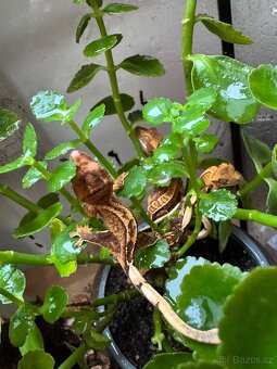 Pagekon řasnatý - mláďata - 4