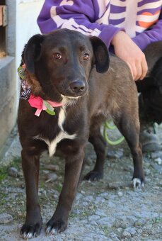 TIFANY K ADOPCI - 1 ROK, KAMARÁDSKÁ,VESELÁ,CHYTRÁ - 4