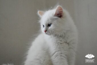 Ragdoll s PP – creme bicolor kocourek na výstavy a chov - 4