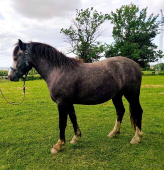 Český sportovní pony valach - 4