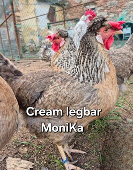 Násadová vajíčka Cream legbar - 4