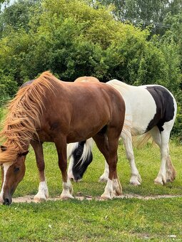 Pony kategorie B - 4