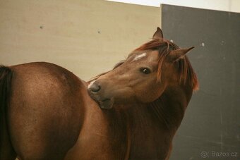 Český sportovní pony s velkým srdcem a potenciálem - 4