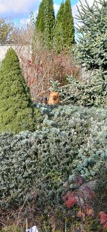 Špic  fenka bez PP-dohoda při odběru tento víkend kend - 4