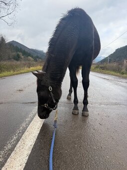 Qhxarab kobylka - pri dovoze do konca týždňa cena 20000 - 4