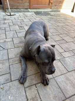 Cane corso 1 rok - 4