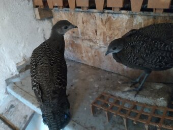 Bažant paví šedý - 4