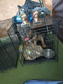 American bully Pocket s pp- KRYTÍ - 4