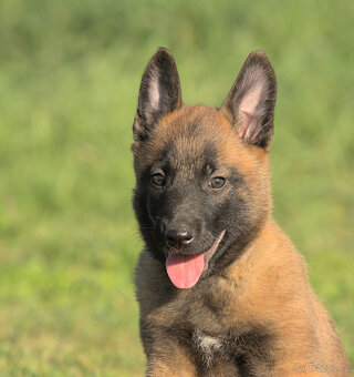 Prodám štěně BO Malinois PP - 4