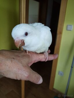 Letošní kluci Mníška šedého - 4