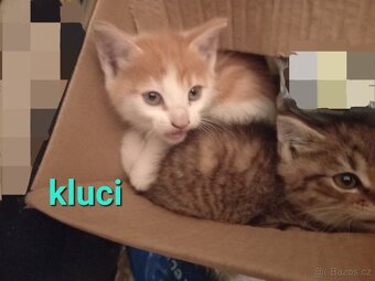 Daruji kotě / koťátko - kočička kocourek - 4