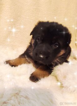 Německý ovčák - štěňata - 4