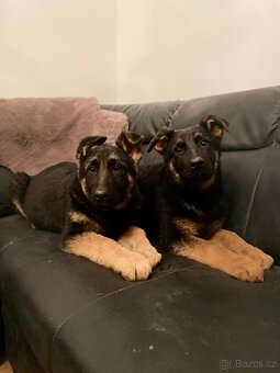Německý ovčák - 4