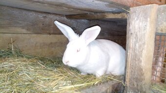 Prodám samce králíka (Novozélandský bílý) - 4