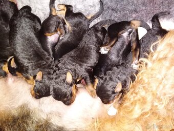 Erdelteriér- Airedale terrier, štěňata - 4