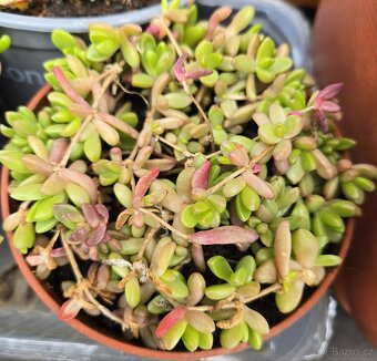 Delosperma nubigenum - 4