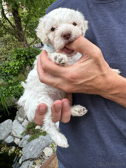 Štěňata lagotto romagnolo - italský vodní pes s PP - 4