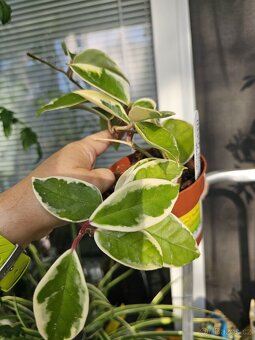 Hoya Flamingo Dream,Hoya Carnosa Krimson - 4