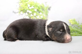 Australský ovčák s PP, blue merle a black tricolor feny - 4