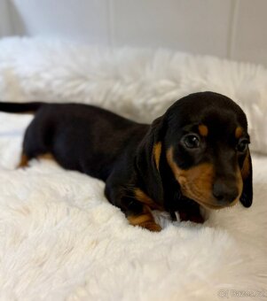 Jezevčík trpasličí - 4