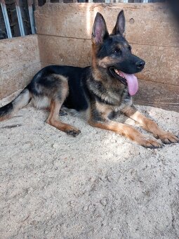 Německý ovčák - 4