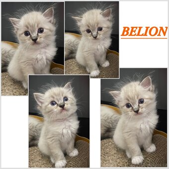 Ragdoll koťátka s PP FIFe - 4